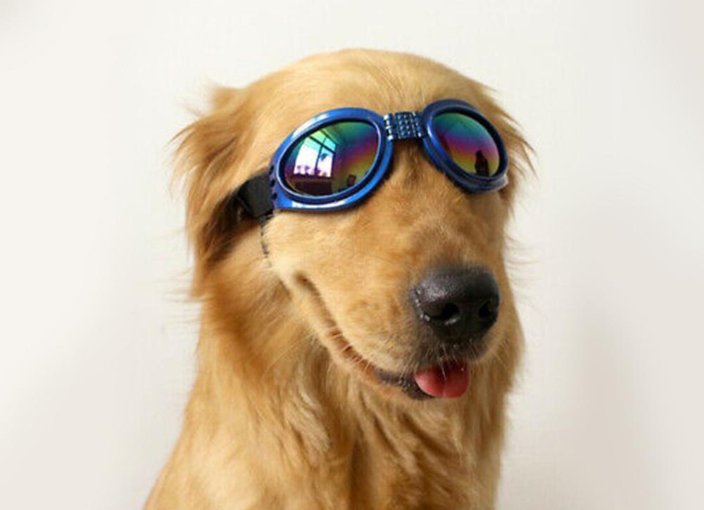 Should Dogs Wear Sunglasses